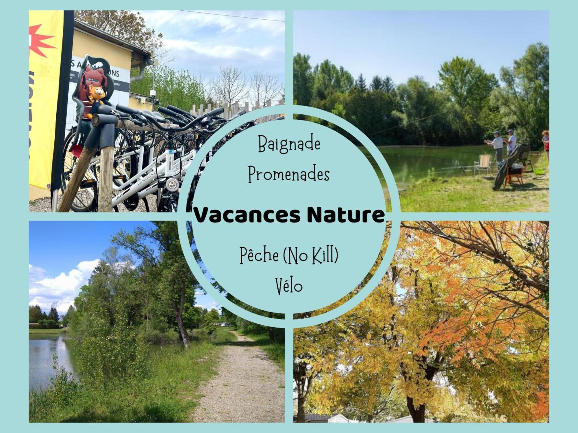 Les Pinots D'Alsace - 3 Bungalows Climatises Avec Tv - Proche Europa Park Boofzheim ภายนอก รูปภาพ